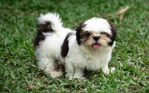 Amazing Pictures of Teddy Bear Dogs: Everything You Need