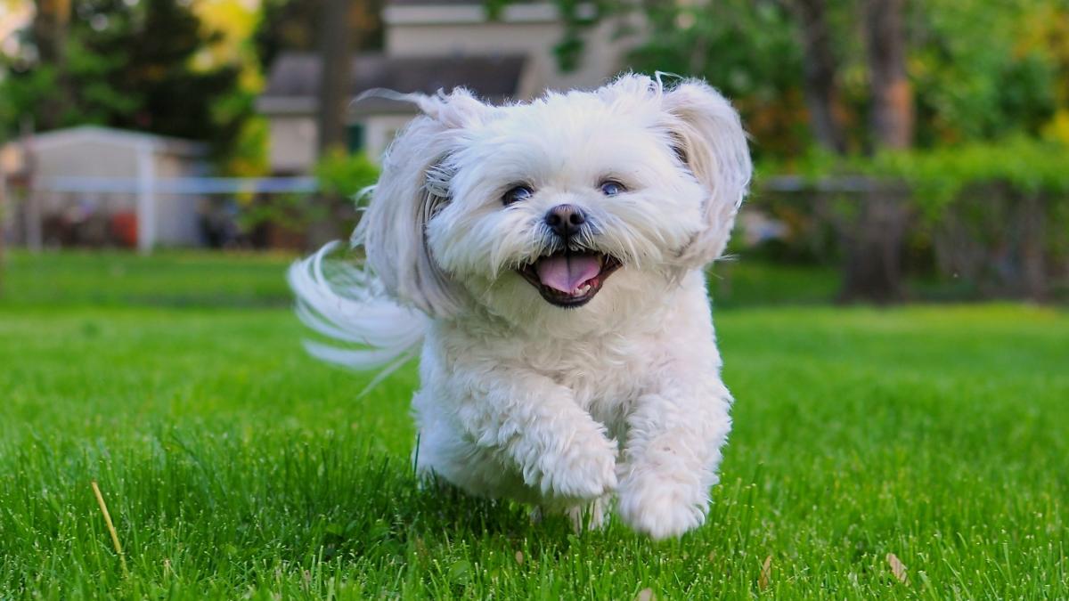 Amazing Pictures of Teddy Bear Dogs: Everything You Need
