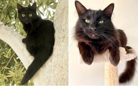 Health needs for black cat white feet? Vet advice for happy life.