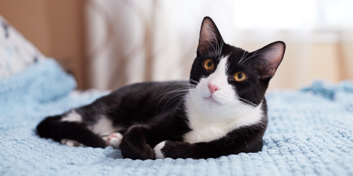 Health needs for black cat white feet? Vet advice for happy life.