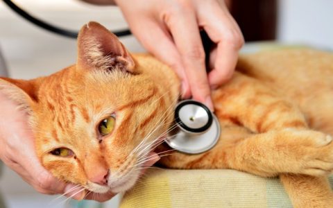 Health risks for cats on glass tables? What owners must know now