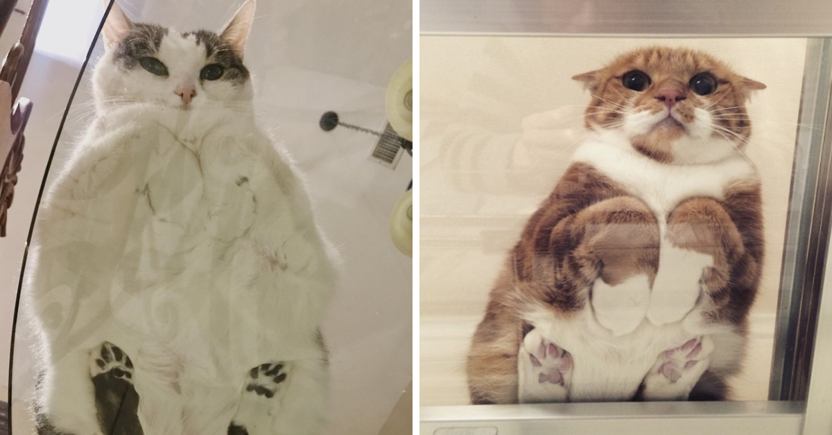 Health risks for cats on glass tables? What owners must know now