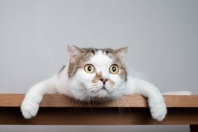 Hilarious Cat Faces How Cats Make Us Giggle With Wacky Expressions