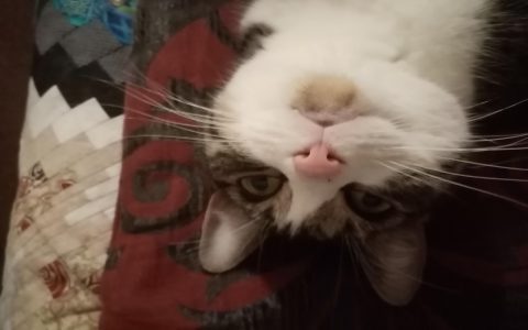 Hilarious Cat Faces How Cats Make Us Giggle With Wacky Expressions