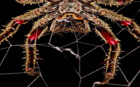 Comparing Spider Claw Models: Which One Fits Your Needs Best?