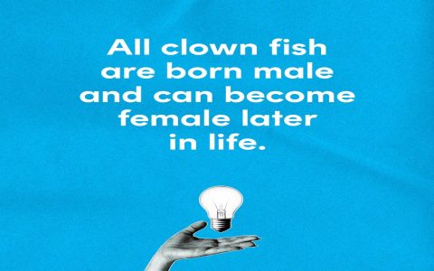 How Come Cast from Gimme a Break? Fun Facts You Never Knew About!