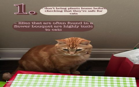 preventing sad cat eyes in cats? (essential care tips every owner needs)